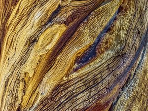 Preview wallpaper wood, bark, relief, macro