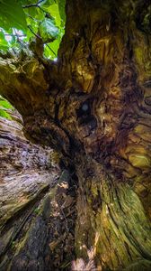 Preview wallpaper wood, bark, texture, nature