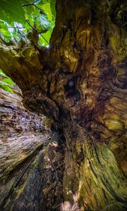 Preview wallpaper wood, bark, texture, nature