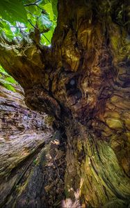 Preview wallpaper wood, bark, texture, nature