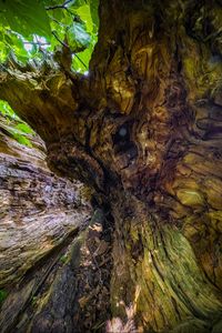 Preview wallpaper wood, bark, texture, nature