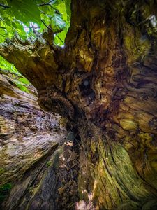 Preview wallpaper wood, bark, texture, nature