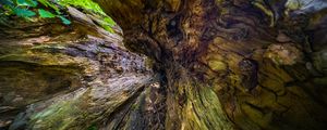 Preview wallpaper wood, bark, texture, nature