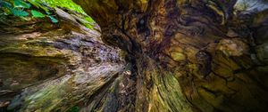 Preview wallpaper wood, bark, texture, nature