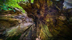 Preview wallpaper wood, bark, texture, nature