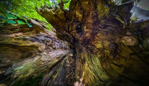 Preview wallpaper wood, bark, texture, nature