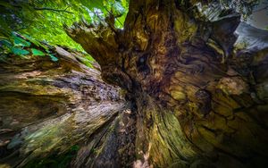 Preview wallpaper wood, bark, texture, nature