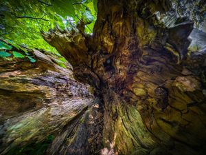 Preview wallpaper wood, bark, texture, nature