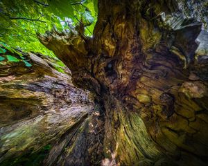 Preview wallpaper wood, bark, texture, nature