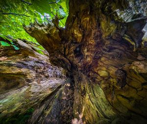 Preview wallpaper wood, bark, texture, nature