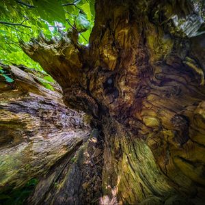 Preview wallpaper wood, bark, texture, nature