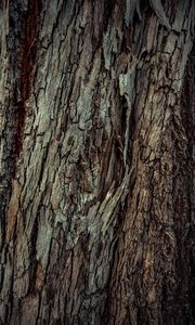 Preview wallpaper wood, bark, wooden, texture