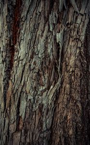 Preview wallpaper wood, bark, wooden, texture