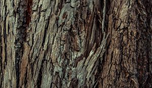 Preview wallpaper wood, bark, wooden, texture