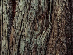 Preview wallpaper wood, bark, wooden, texture
