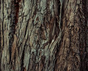 Preview wallpaper wood, bark, wooden, texture