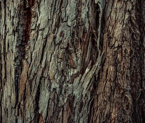 Preview wallpaper wood, bark, wooden, texture