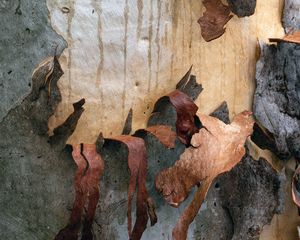 Preview wallpaper wood, bark, wooden, peel, texture