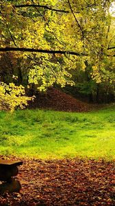 Preview wallpaper wood, bench, glade, logs, leaves