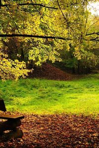 Preview wallpaper wood, bench, glade, logs, leaves