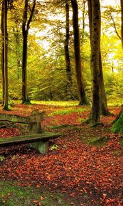 Preview wallpaper wood, bench, trees, leaves, earth