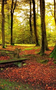 Preview wallpaper wood, bench, trees, leaves, earth