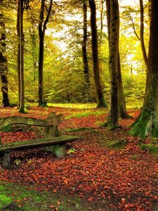 Preview wallpaper wood, bench, trees, leaves, earth