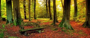 Preview wallpaper wood, bench, trees, leaves, earth