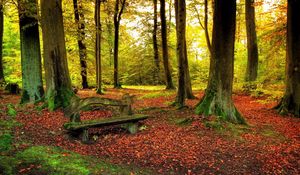 Preview wallpaper wood, bench, trees, leaves, earth