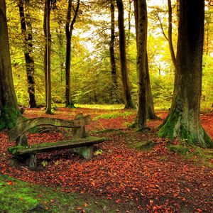 Preview wallpaper wood, bench, trees, leaves, earth