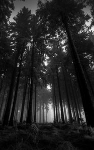 Preview wallpaper wood, black-and-white, from below, trees, gloomy, kroner, fog, silence