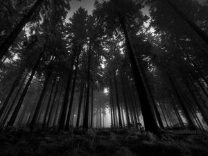 Preview wallpaper wood, black-and-white, from below, trees, gloomy, kroner, fog, silence
