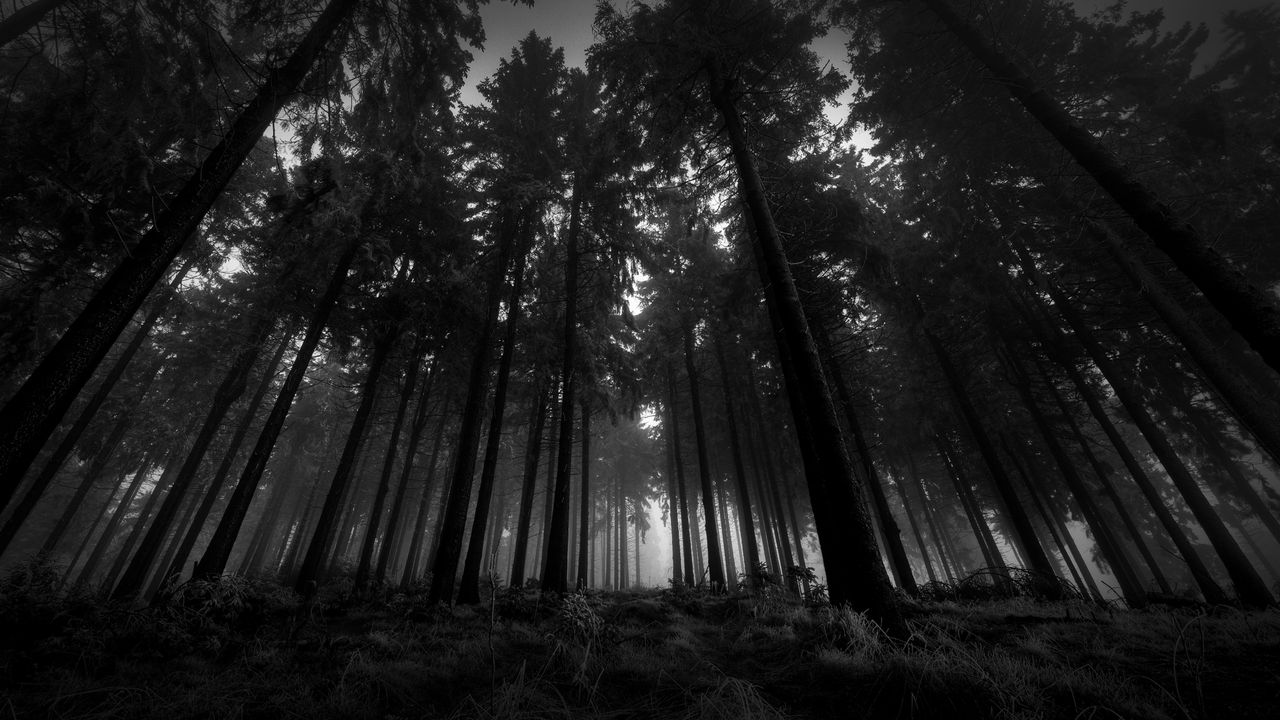Wallpaper wood, black-and-white, from below, trees, gloomy, kroner, fog, silence