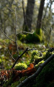 Preview wallpaper wood, branch, moss