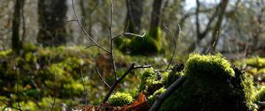 Preview wallpaper wood, branch, moss