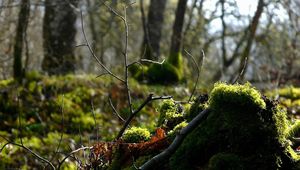 Preview wallpaper wood, branch, moss