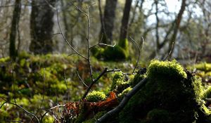 Preview wallpaper wood, branch, moss