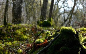 Preview wallpaper wood, branch, moss