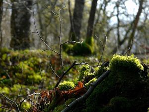 Preview wallpaper wood, branch, moss