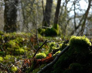 Preview wallpaper wood, branch, moss