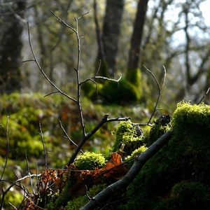 Preview wallpaper wood, branch, moss