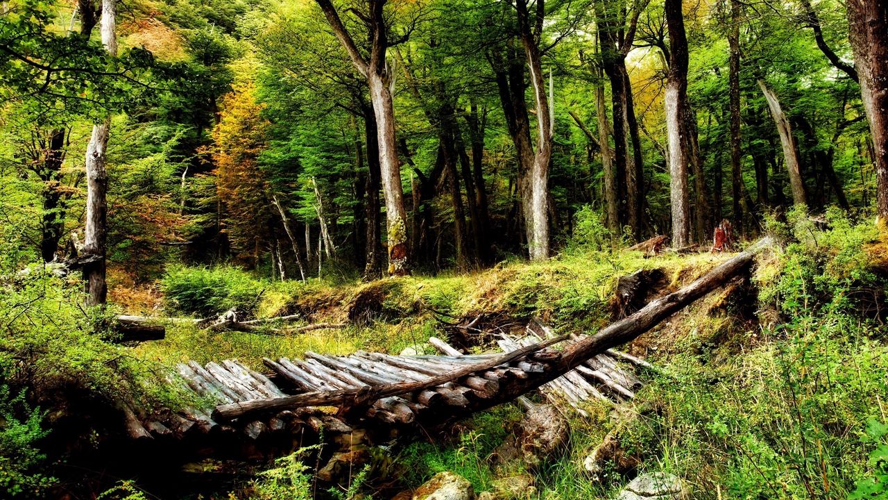 Wallpaper wood, bridge, logs, trees, bushes, ravine