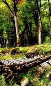 Preview wallpaper wood, bridge, logs, trees, bushes, ravine