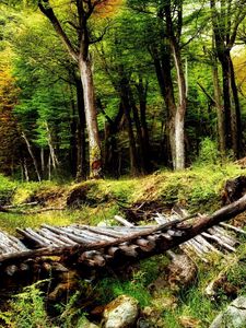 Preview wallpaper wood, bridge, logs, trees, bushes, ravine