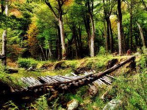 Preview wallpaper wood, bridge, logs, trees, bushes, ravine