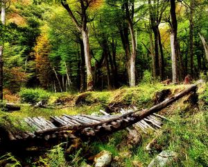 Preview wallpaper wood, bridge, logs, trees, bushes, ravine