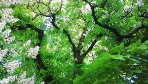 Preview wallpaper wood, chestnut, leaves, flowers