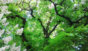 Preview wallpaper wood, chestnut, leaves, flowers