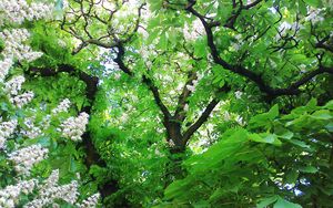 Preview wallpaper wood, chestnut, leaves, flowers