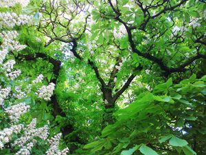 Preview wallpaper wood, chestnut, leaves, flowers